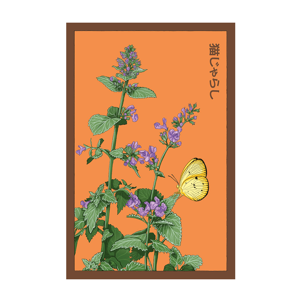 Catnip Flower Seeds Packet - Chive UK Wholesale