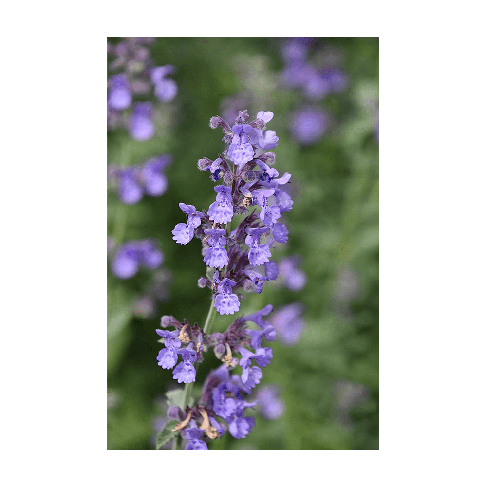 Catnip Flower Seeds Packet - Chive UK Wholesale