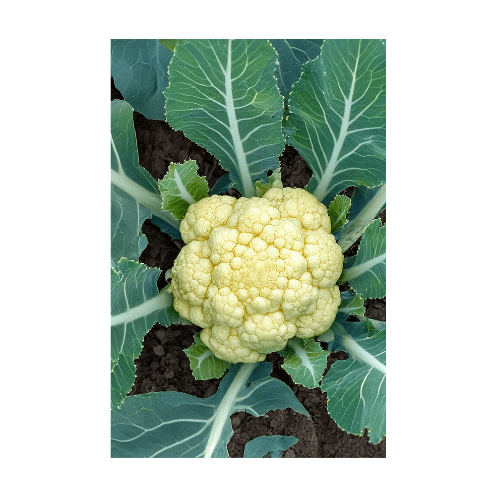 Cauliflower Vegetable Seeds Packet - Chive UK Wholesale