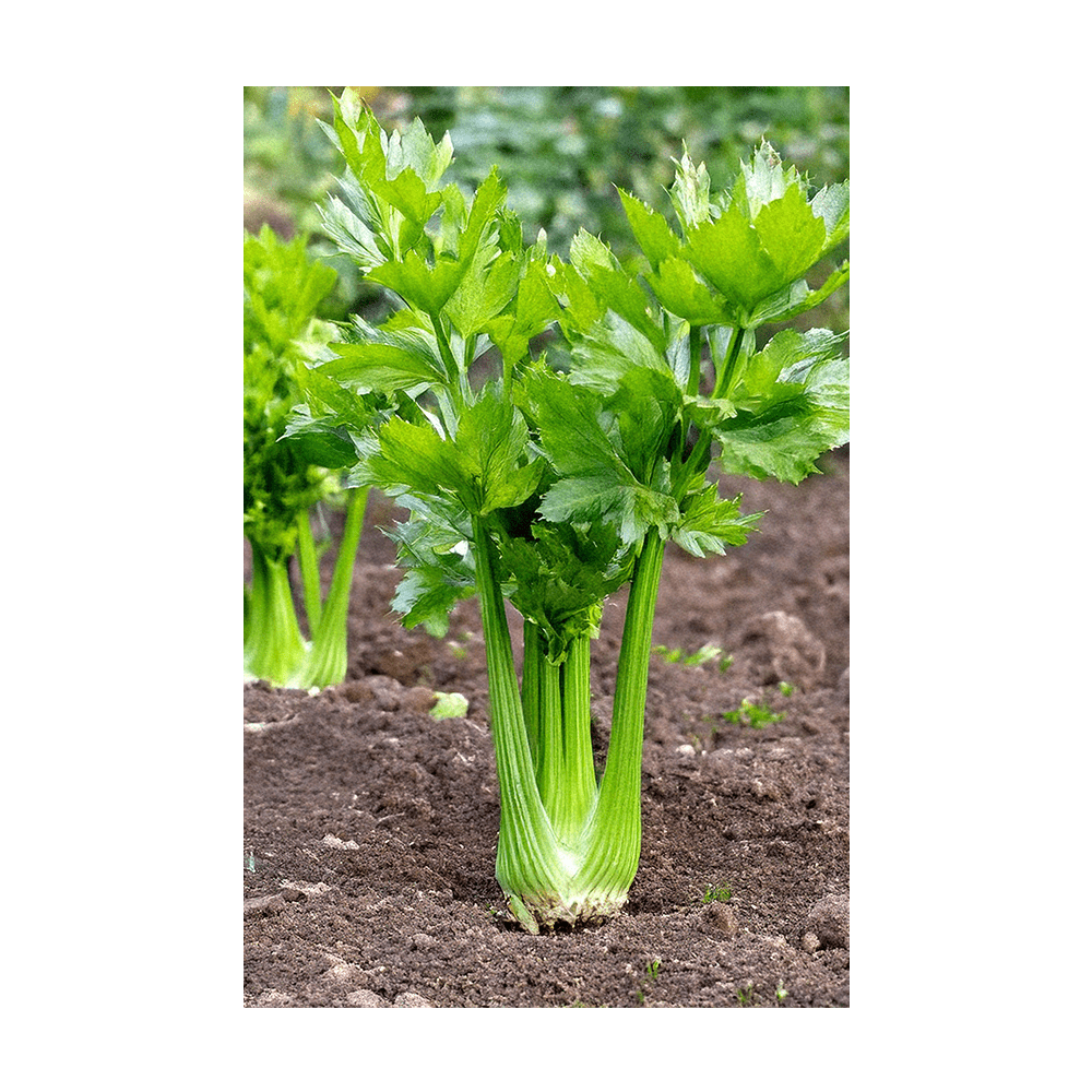 Celery Vegetable Seeds Packet - Chive UK Wholesale