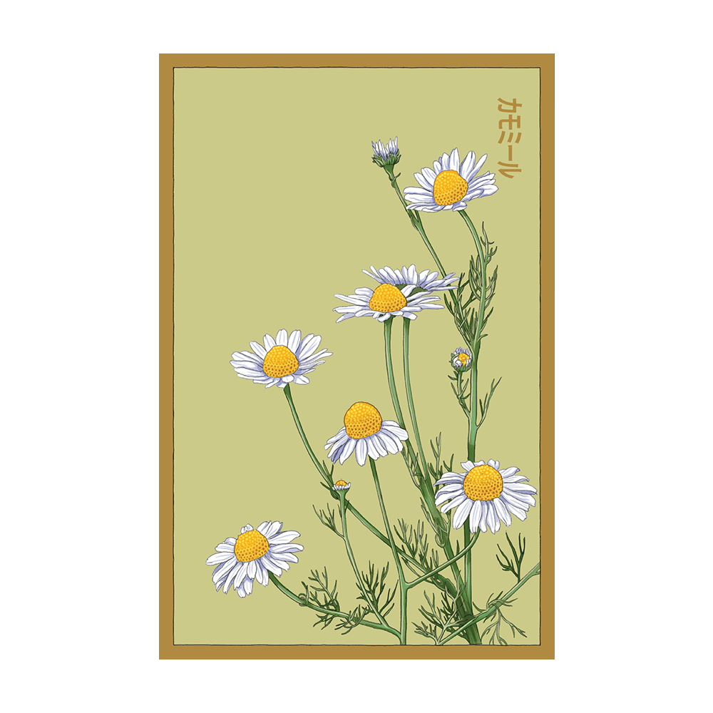 Chamomile Flower Seeds Packet - Chive UK Wholesale