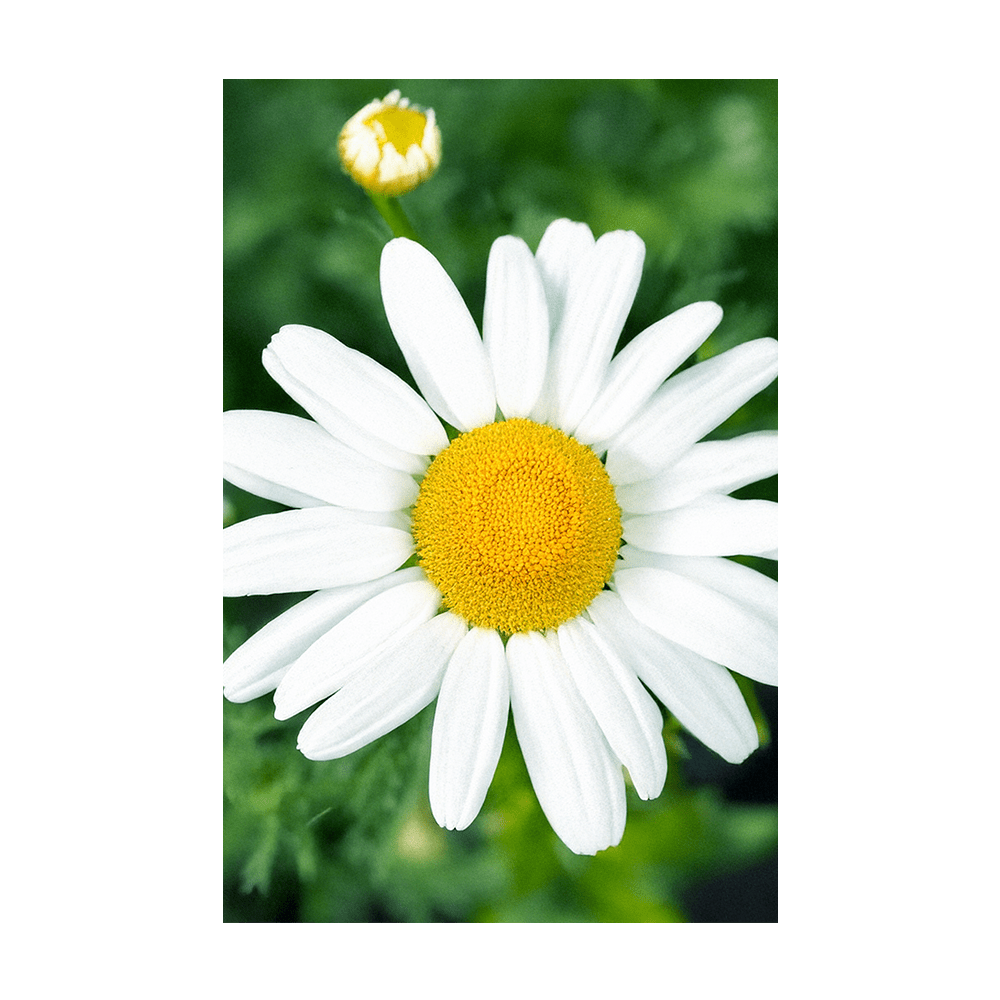Chamomile Flower Seeds Packet - Chive UK Wholesale