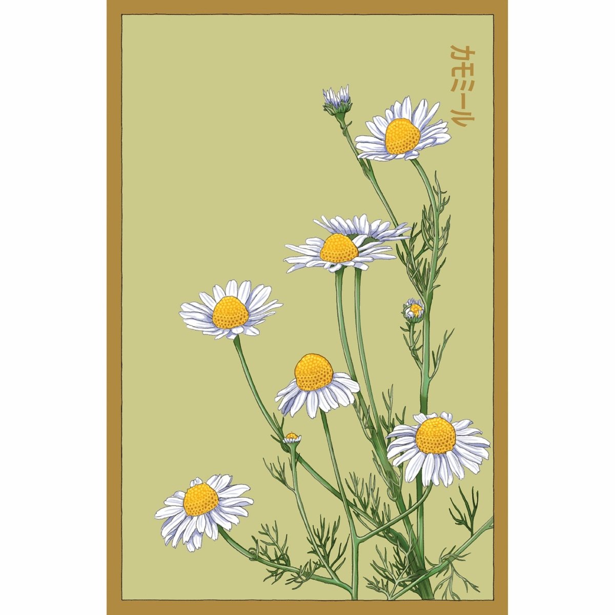 Chamomile Flower Seeds Packet - Chive UK Wholesale