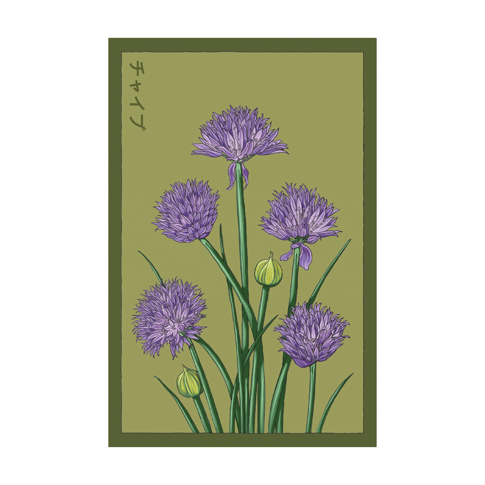 Chives Herb Seeds Packet - Chive UK Wholesale