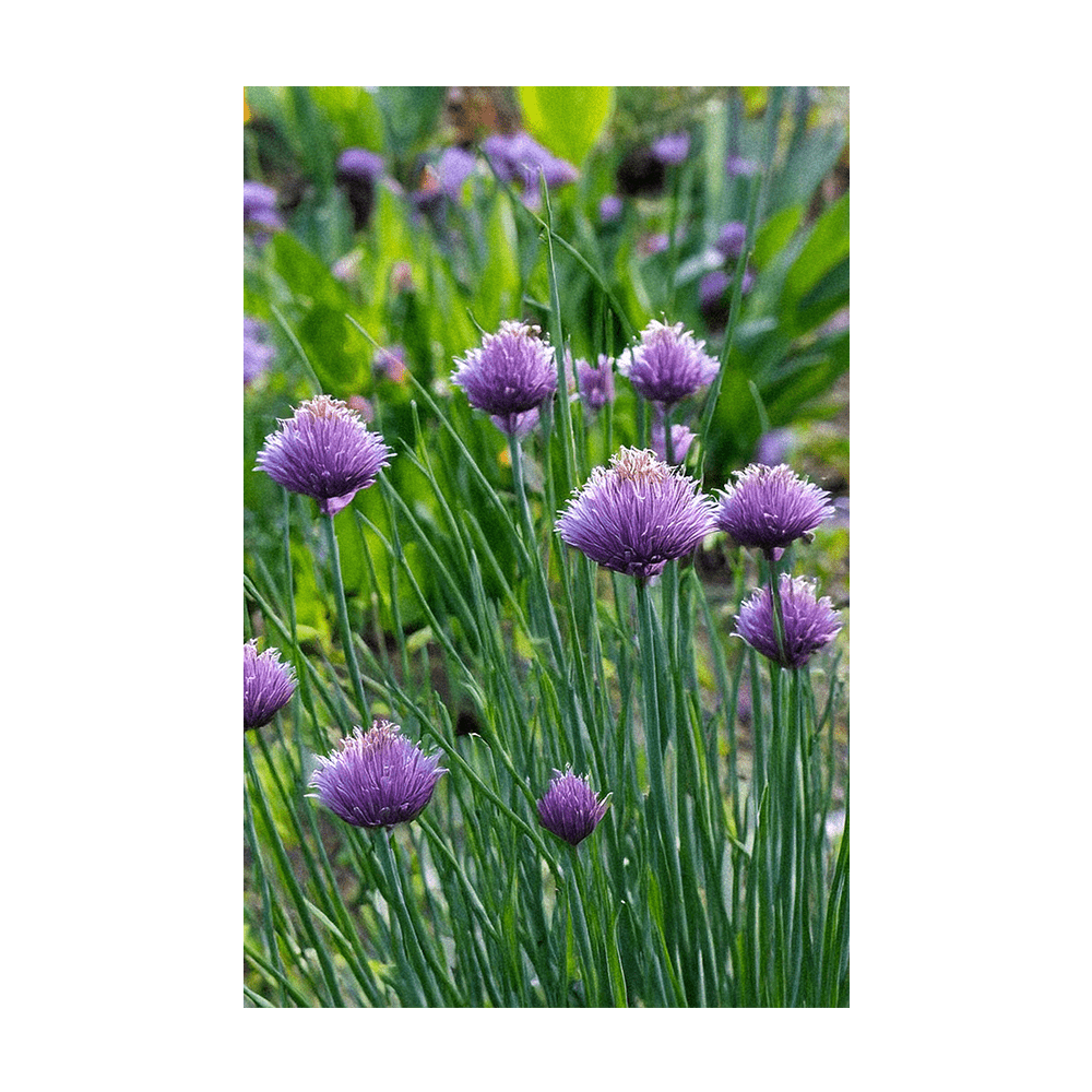 Chives Herb Seeds Packet - Chive UK Wholesale