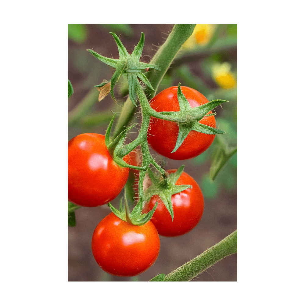 Cherry Tomato Vegetable Seeds Packet - Chive UK Wholesale