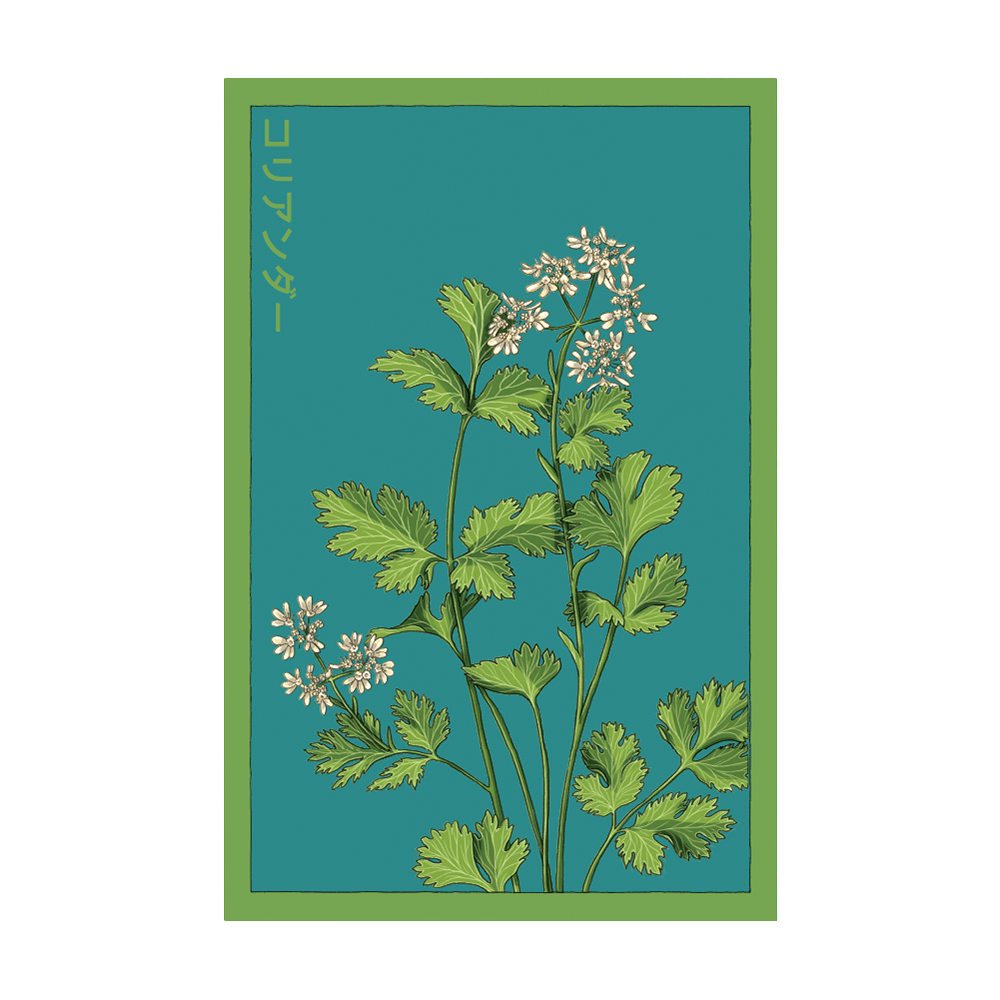 Cilantro Herb Seeds Packet - Chive UK Wholesale