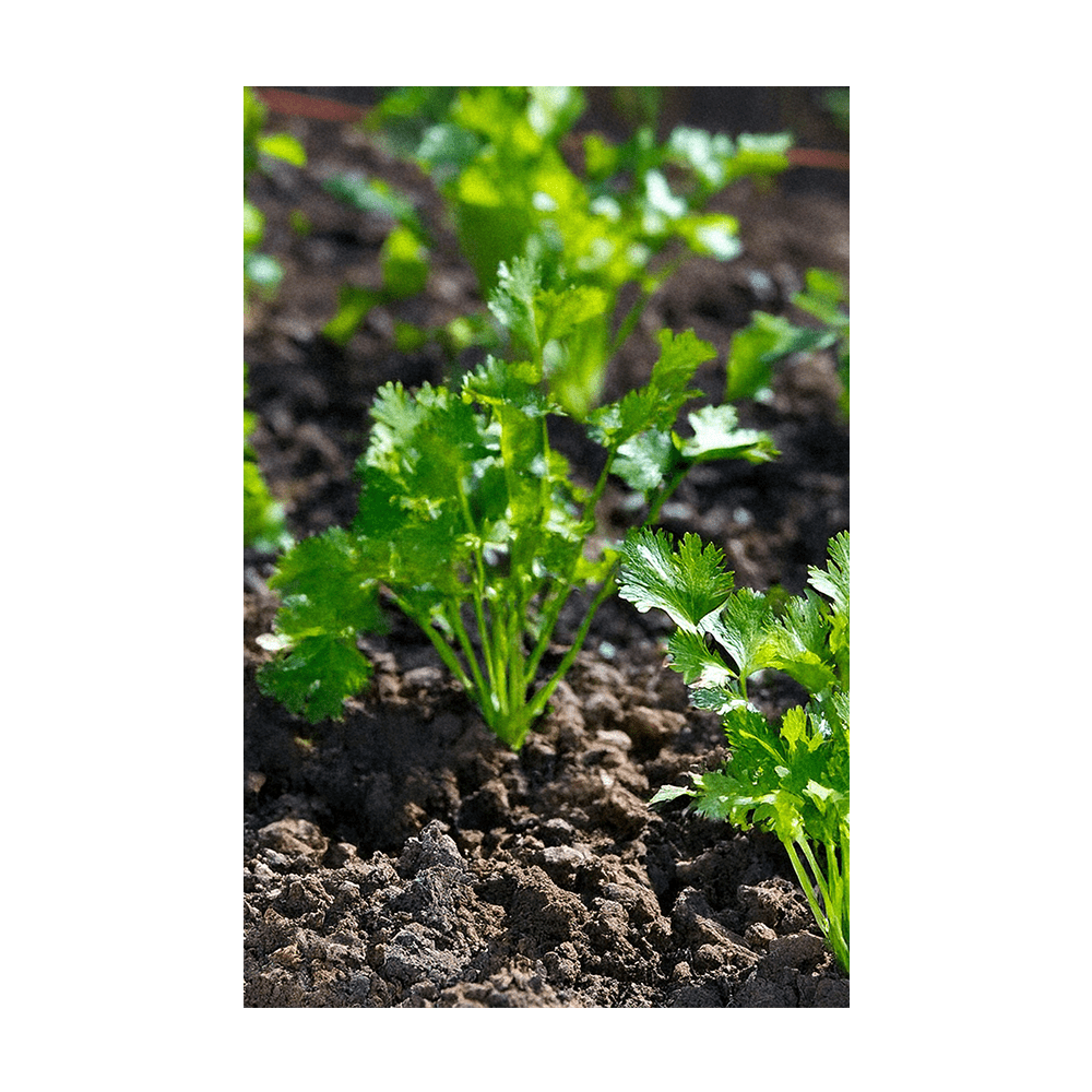 Cilantro Herb Seeds Packet - Chive UK Wholesale