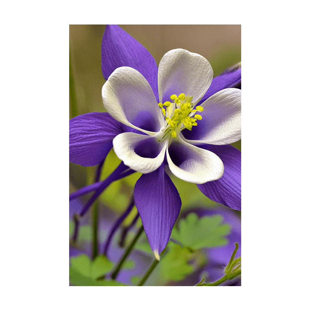 Columbine Flower Seeds Packet - Chive UK Wholesale