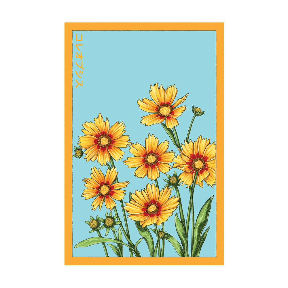 Big Flower Coreopsis Flower Seeds Packet - Chive UK Wholesale