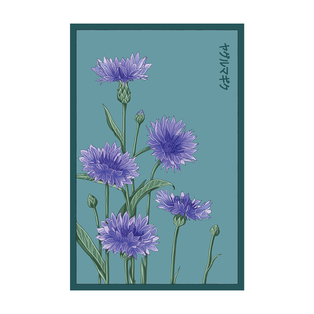Blue Cornflower Flower Seeds Packet - Chive UK Wholesale