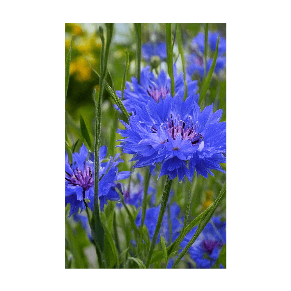 Blue Cornflower Flower Seeds Packet - Chive UK Wholesale