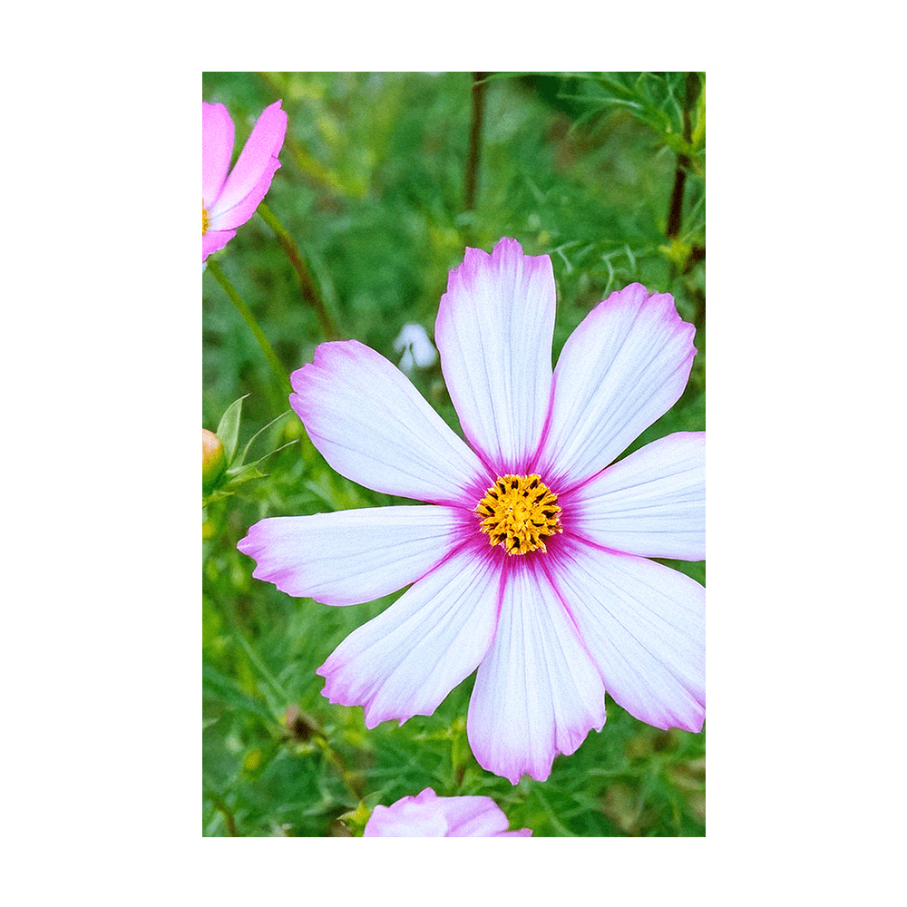 Cosmos Flower Seeds Packet - Chive UK Wholesale