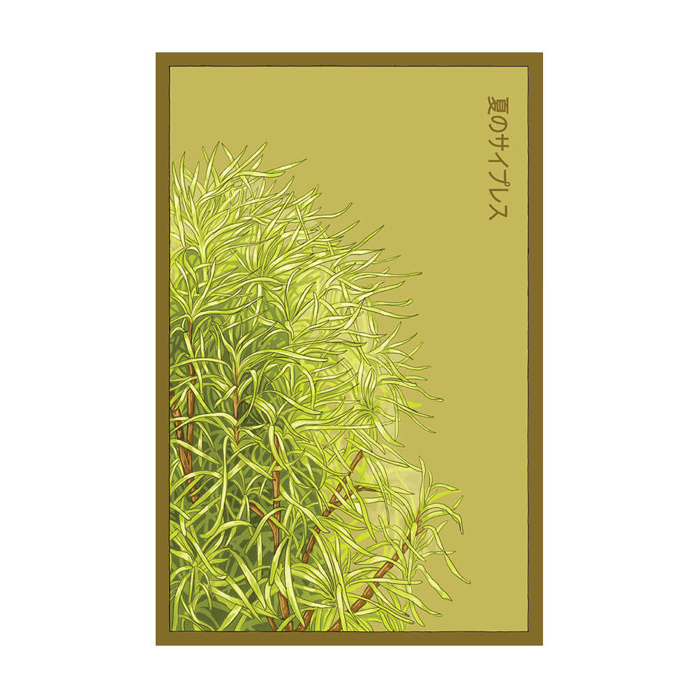 Summer Cypress Flower Seeds Packet - Chive UK Wholesale