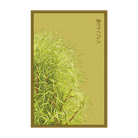 Summer Cypress Flower Seeds Packet - Chive UK Wholesale