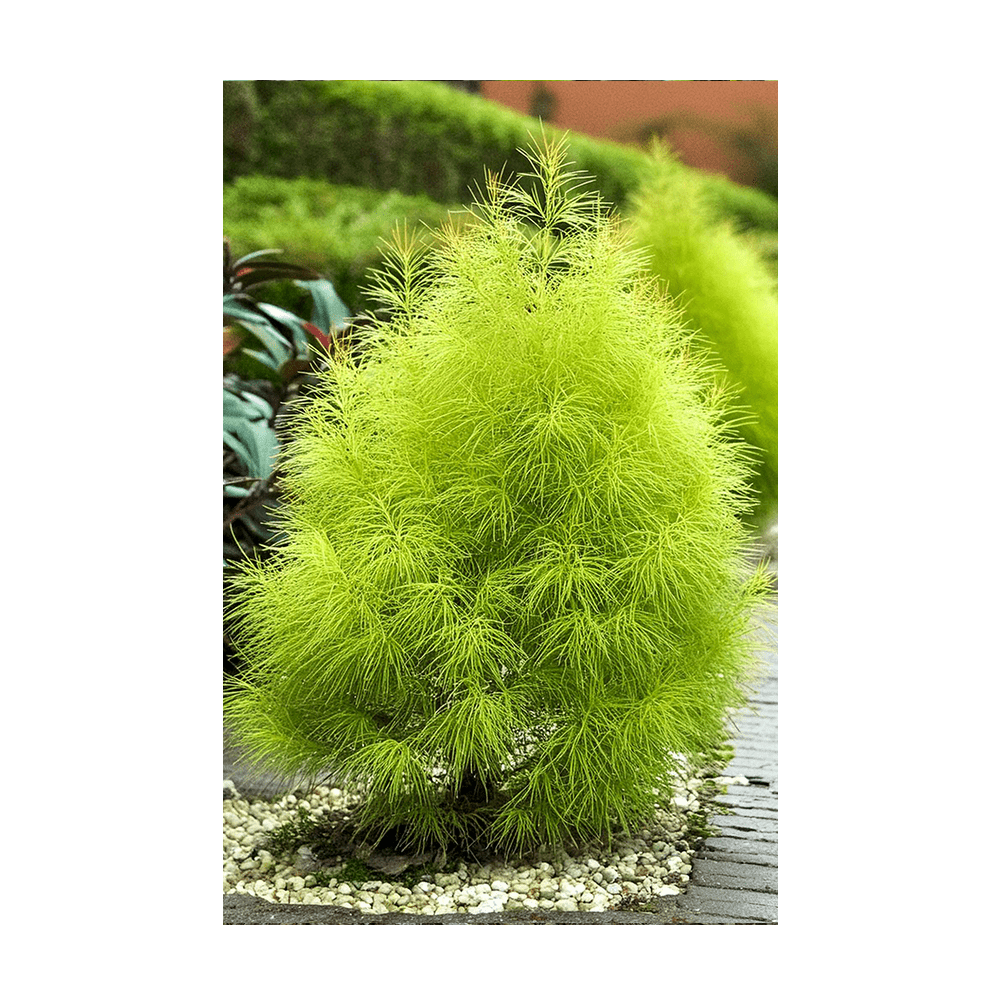 Summer Cypress Flower Seeds Packet - Chive UK Wholesale