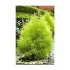 Summer Cypress Flower Seeds Packet - Chive UK Wholesale