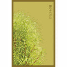 Summer Cypress Flower Seeds Packet - Chive UK Wholesale