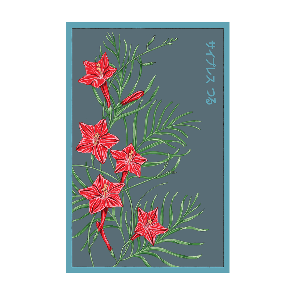 Cypressvine Star Glory Flower Seeds Packet - Chive UK Wholesale