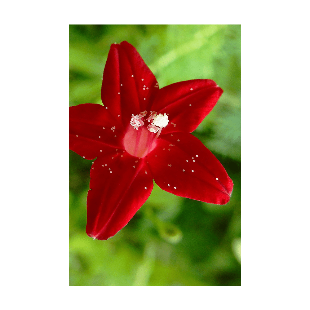 Cypressvine Star Glory Flower Seeds Packet - Chive UK Wholesale
