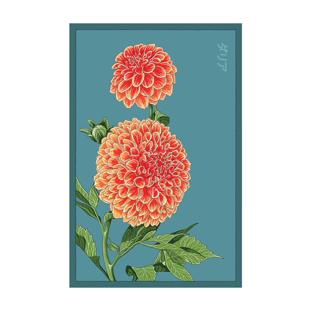 Dahlia Flower Seeds Packet - Chive UK Wholesale