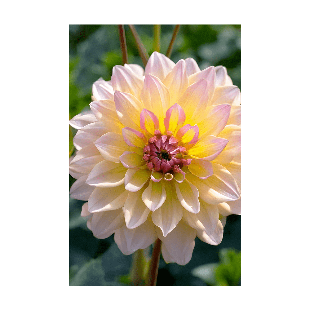 Dahlia Flower Seeds Packet - Chive UK Wholesale