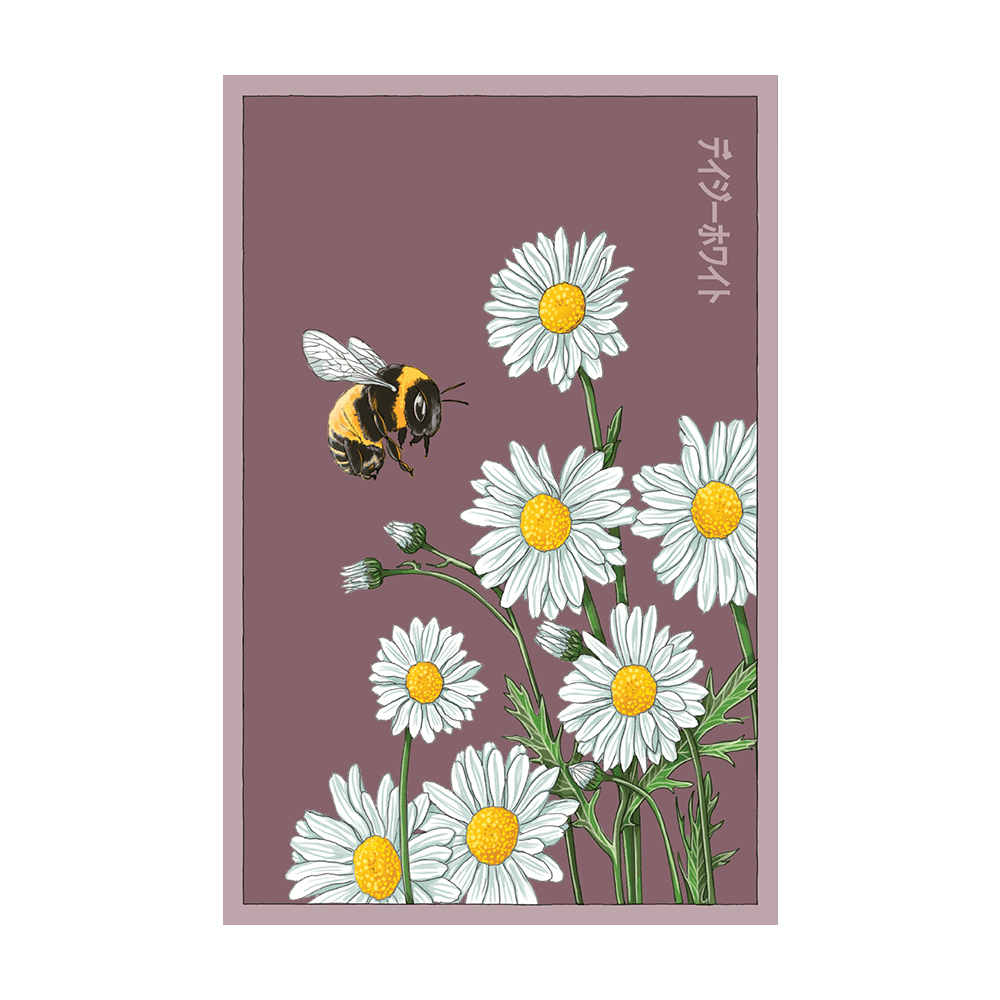 Daisy White Flower Seeds Packet - Chive UK Wholesale