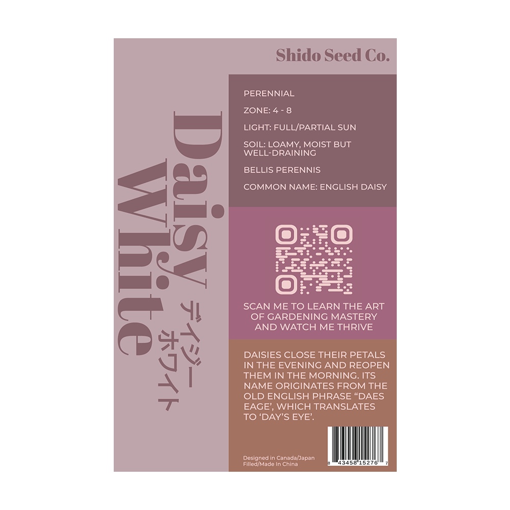 Daisy White Flower Seeds Packet - Chive UK Wholesale