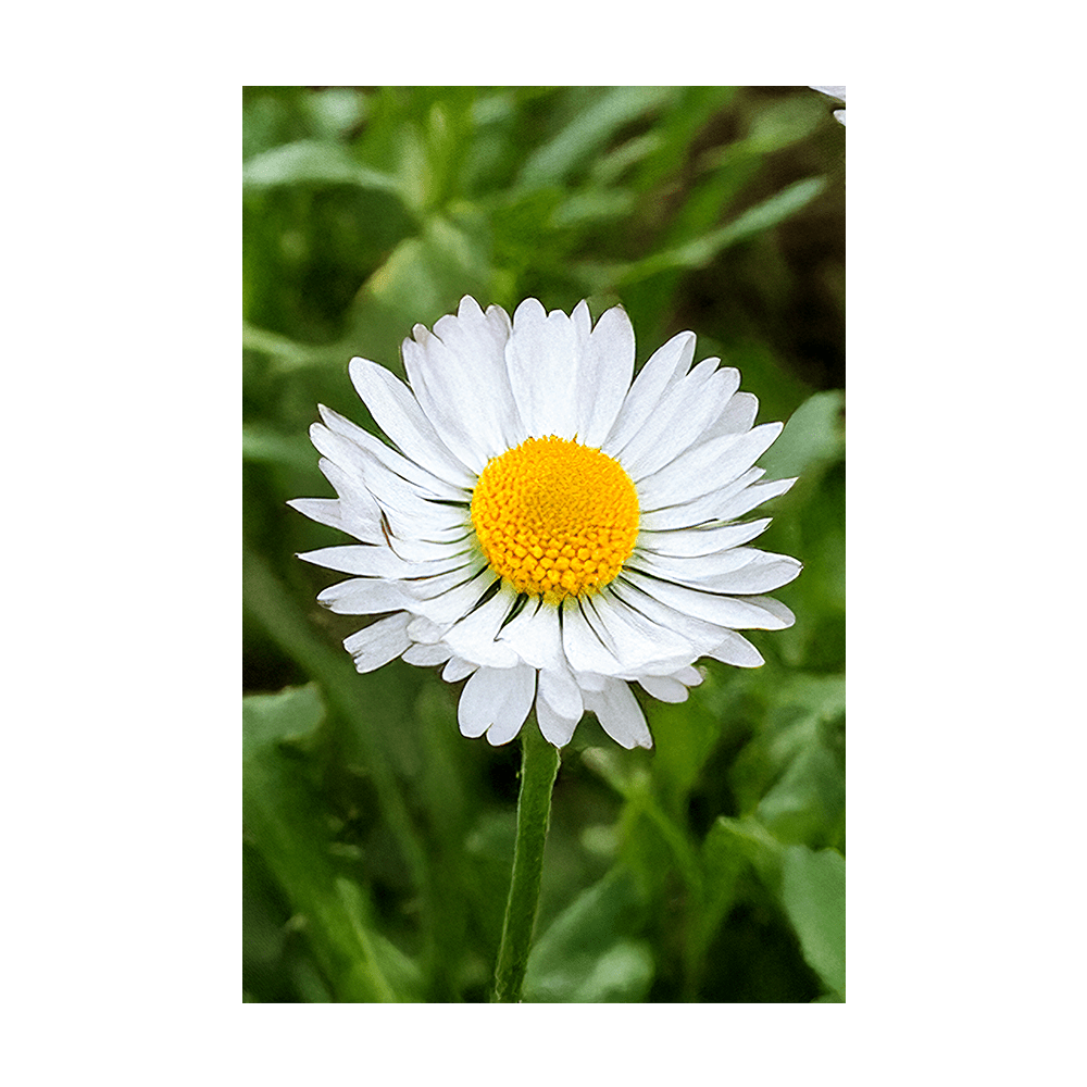 Daisy White Flower Seeds Packet - Chive UK Wholesale