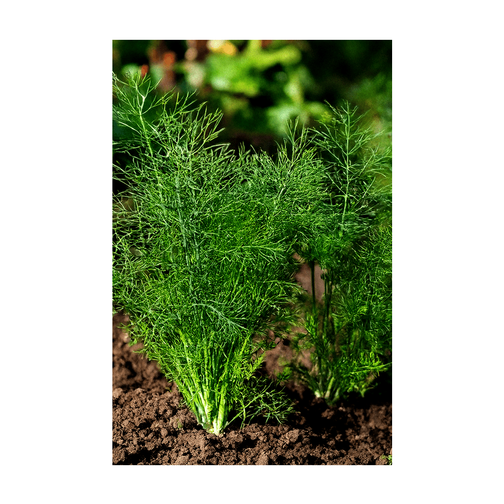 Dill Herb Seeds Packet - Chive UK Wholesale