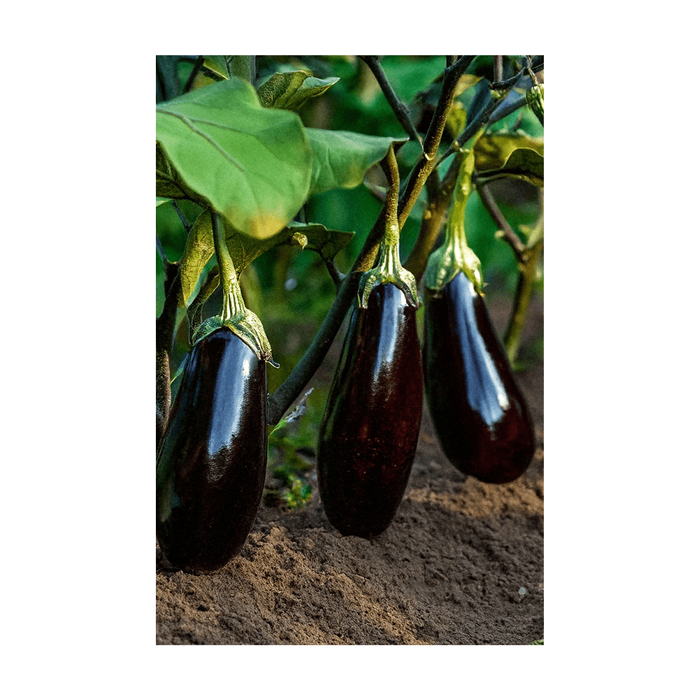 Eggplant Vegetable Seeds Packet - Chive UK Wholesale