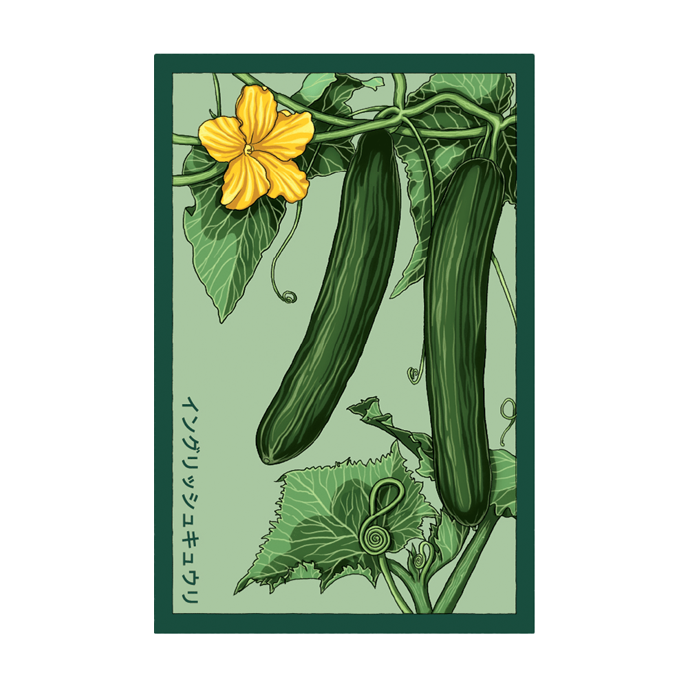 English Cucumber Vegetable Seeds Packet - Chive UK Wholesale