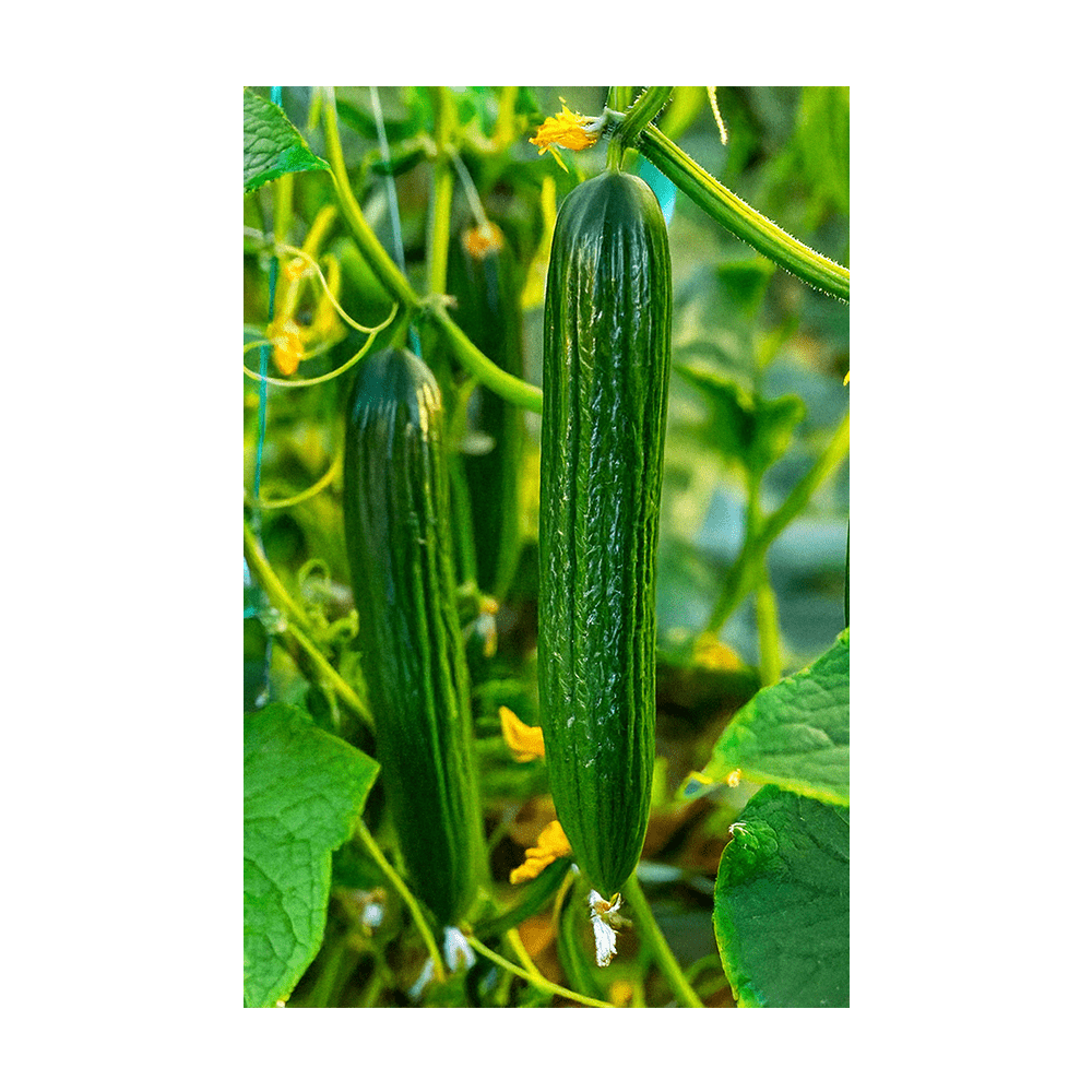 English Cucumber Vegetable Seeds Packet - Chive UK Wholesale
