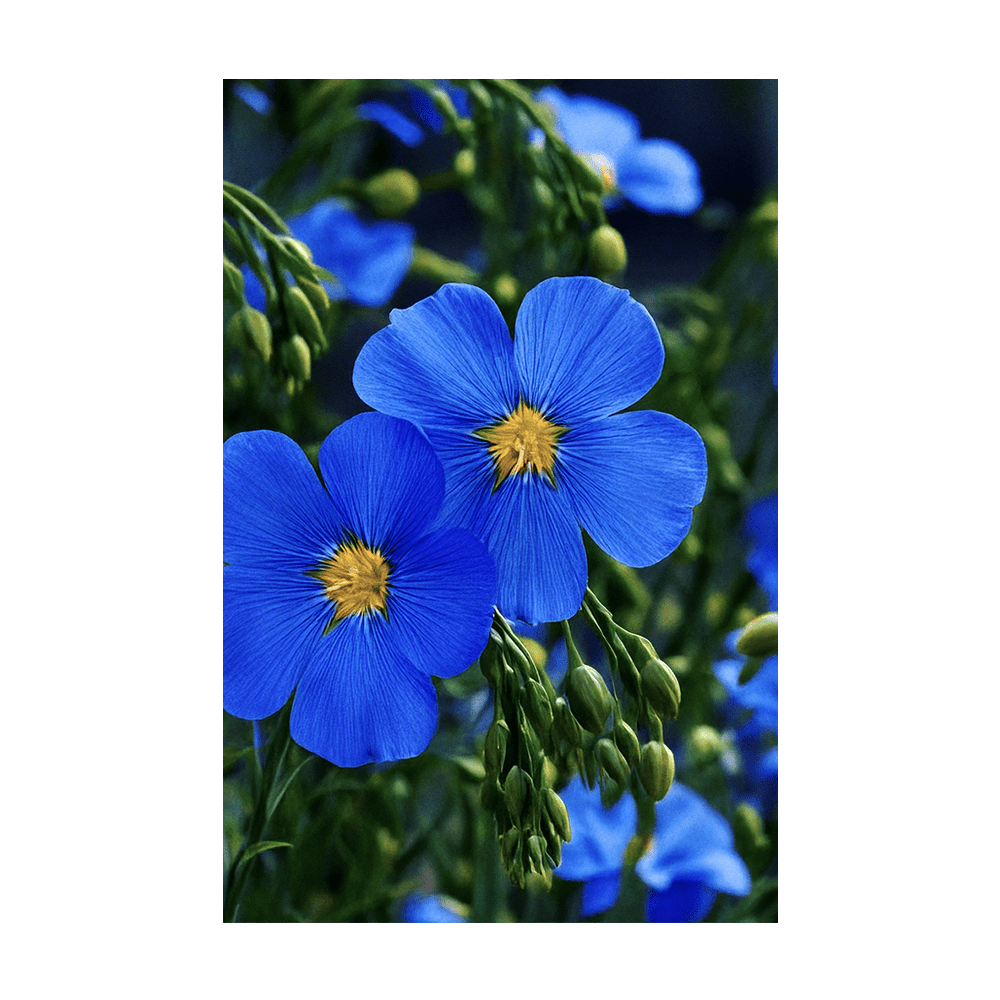 Flax Blue Flower Seeds Packet - Chive UK Wholesale