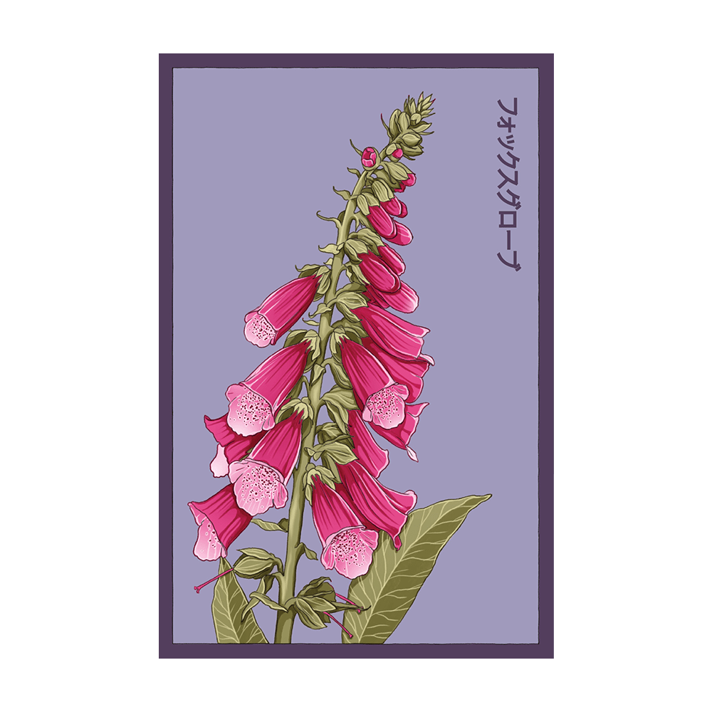 Foxglove Flower Seeds Packet - Chive UK Wholesale