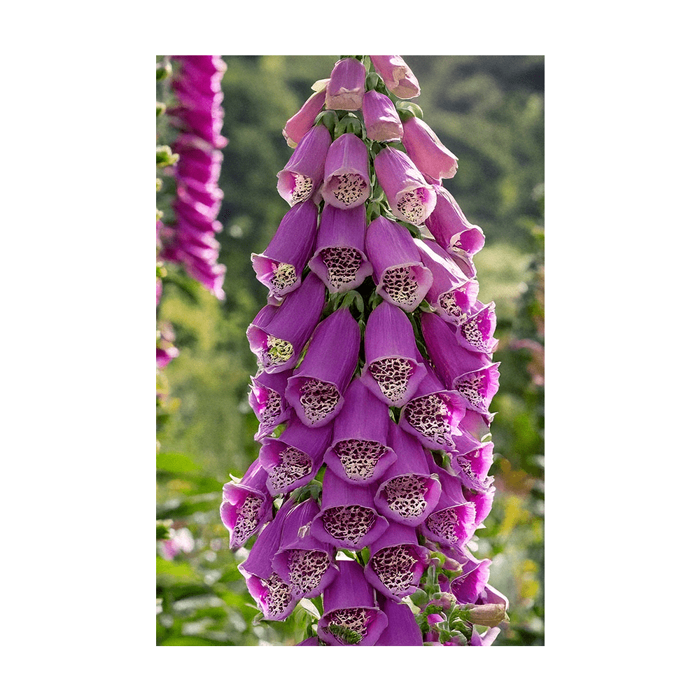 Foxglove Flower Seeds Packet - Chive UK Wholesale
