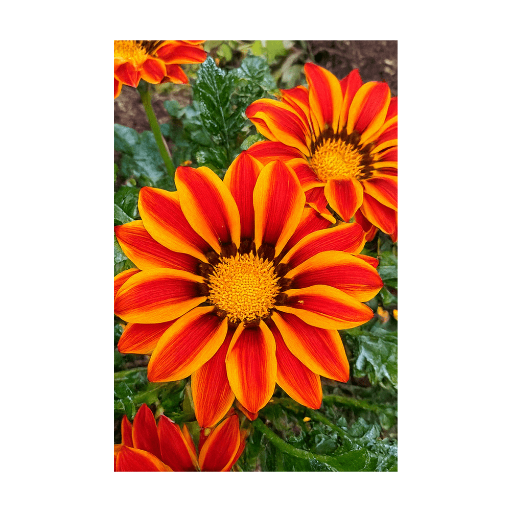 Gazania Flower Seeds Packet - Chive UK Wholesale