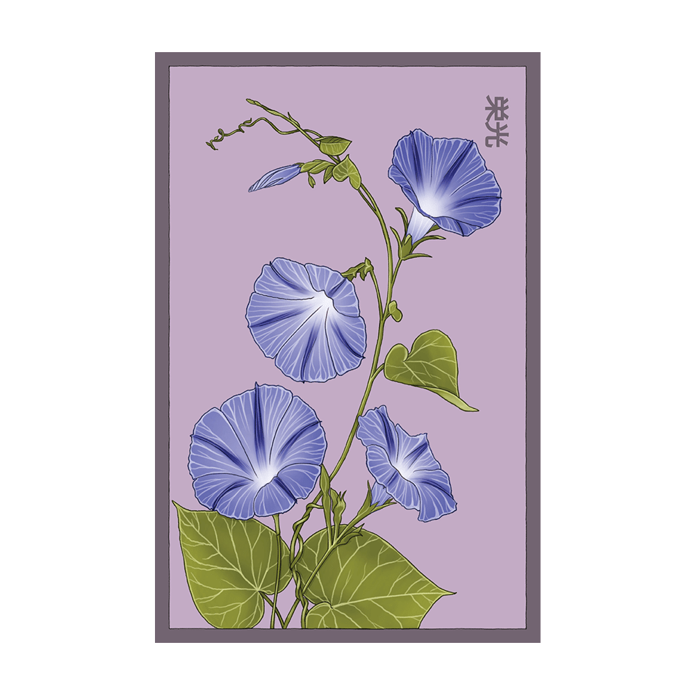 Morning Glory Flower Seeds Packet - Chive UK Wholesale