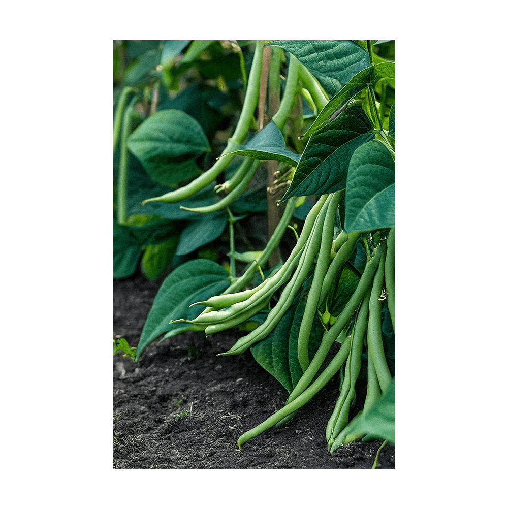 Green Beans Vegetable Seeds Packet - Chive UK Wholesale