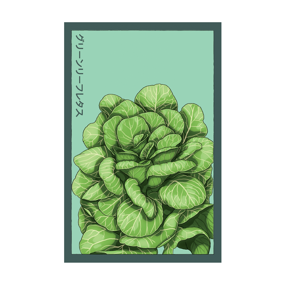 Green Leaf Lettuce Vegetable Seeds Packet - Chive UK Wholesale