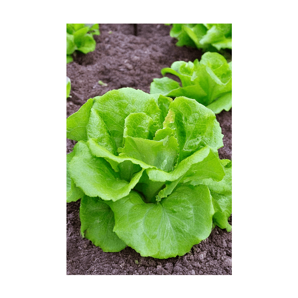 Green Leaf Lettuce Vegetable Seeds Packet - Chive UK Wholesale