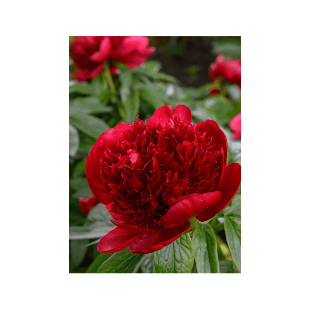 Herbaceous Peony Flower Seeds Packet - Chive UK Wholesale