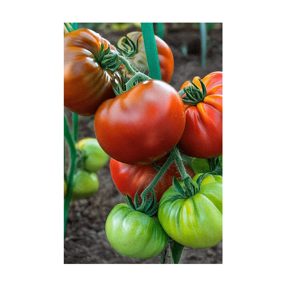 Heirloom Tomato Vegetable Seeds Packet - Chive UK Wholesale