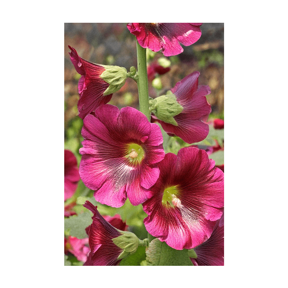 Hollyhock Flower Seeds Packet - Chive UK Wholesale