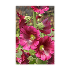 Hollyhock Flower Seeds Packet - Chive UK Wholesale