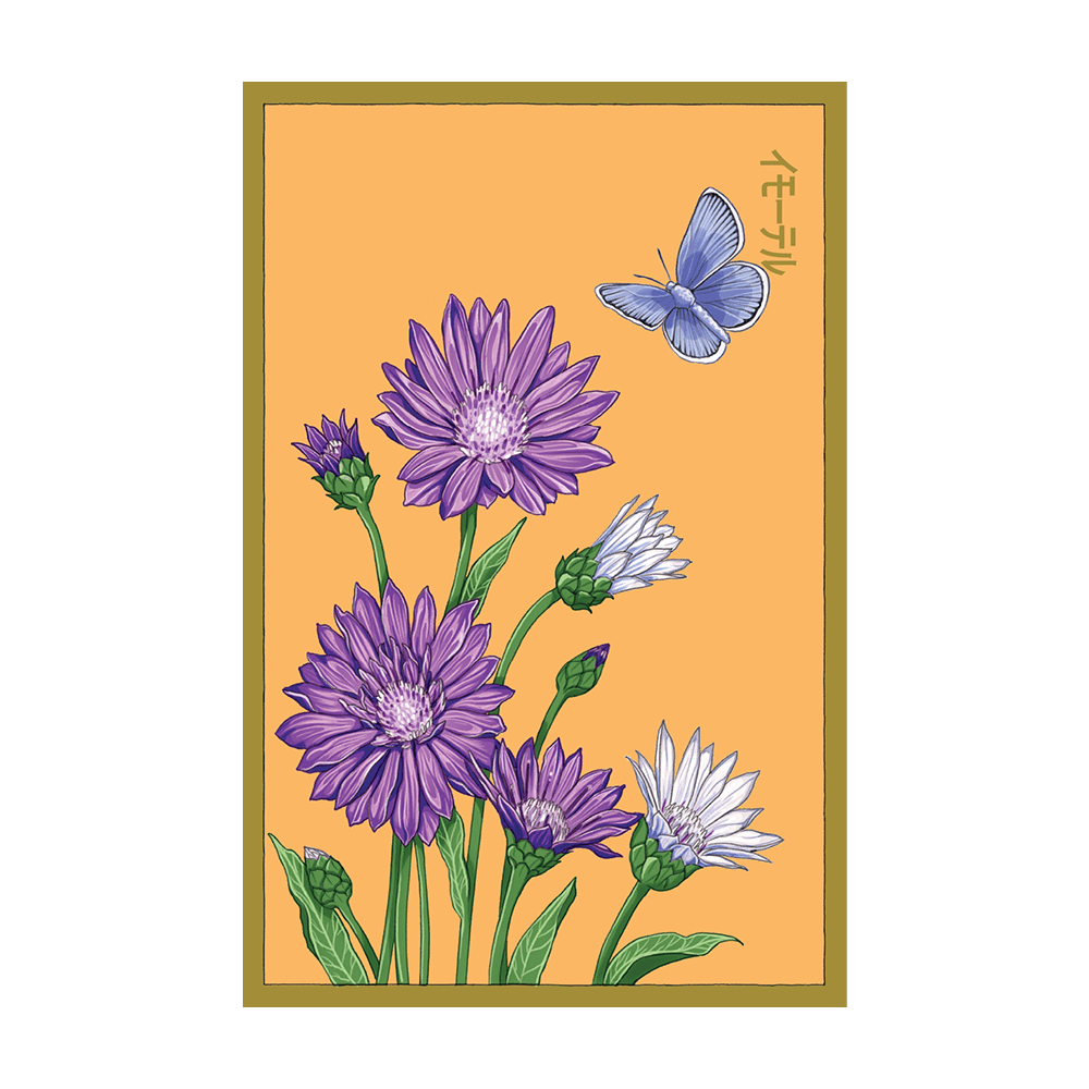 Immortelle Flower Seeds Packet - Chive UK Wholesale