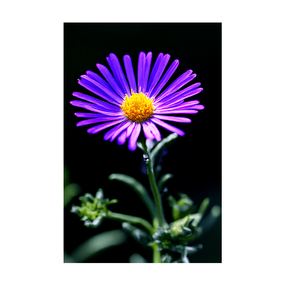 Immortelle Flower Seeds Packet - Chive UK Wholesale