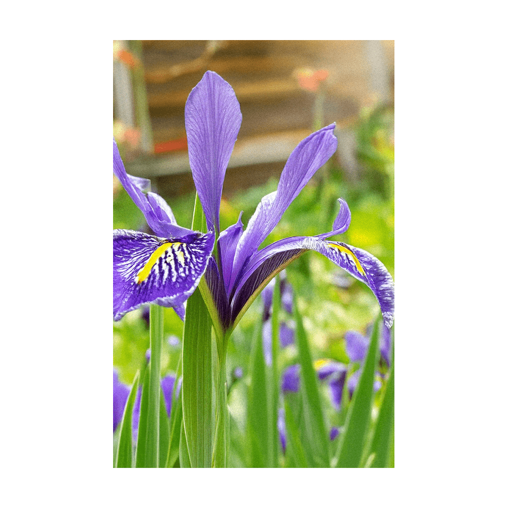 Iris Flower Seeds Packet - Chive UK Wholesale