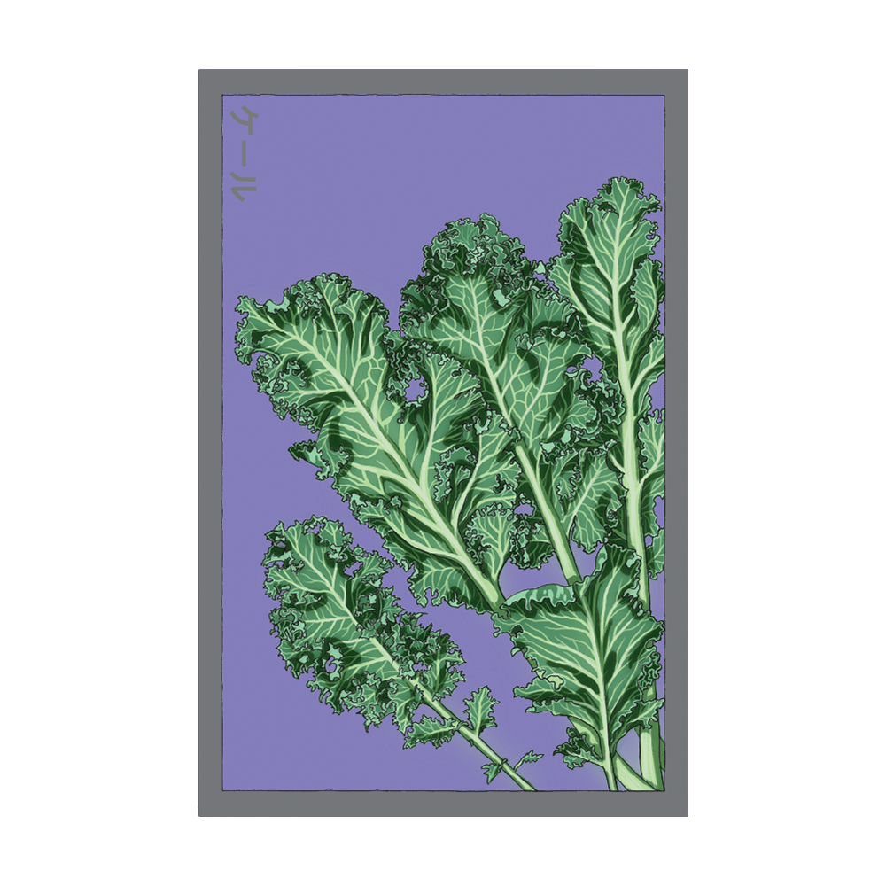 Kale Vegetable Seeds Packet - Chive UK Wholesale