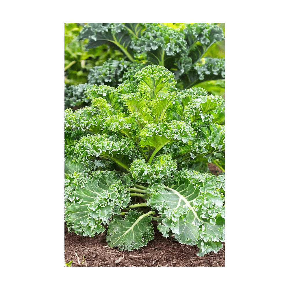 Kale Vegetable Seeds Packet - Chive UK Wholesale
